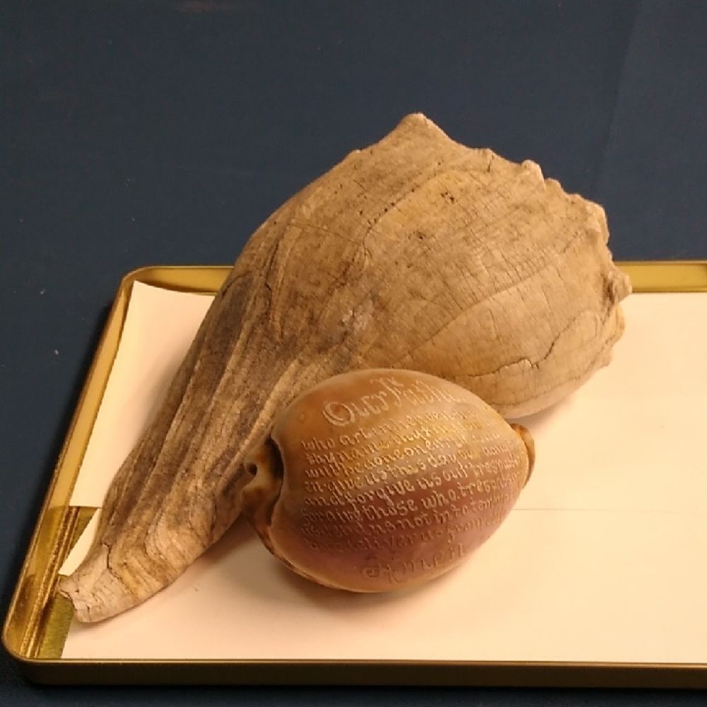Knobbed Whelk & Tiger Cowrie Shell with Lords Prayer Beach Seashore Nautical